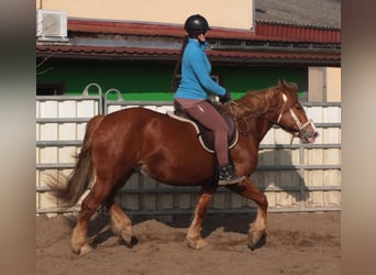 Heavy Warmblood Mix, Mare, 4 years, 15,1 hh, Chestnut-Red