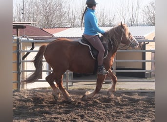 Heavy Warmblood Mix, Mare, 4 years, 15,1 hh, Chestnut-Red