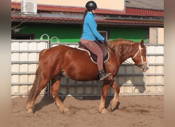 Heavy Warmblood Mix, Mare, 4 years, 15,1 hh, Chestnut-Red