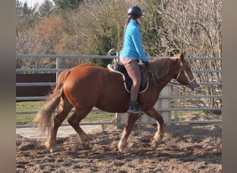 Heavy Warmblood Mix, Mare, 4 years, 15,1 hh, Chestnut-Red