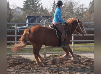 Heavy Warmblood Mix, Mare, 4 years, 15,1 hh, Chestnut-Red