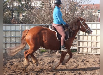 Heavy Warmblood Mix, Mare, 4 years, 15,1 hh, Chestnut-Red