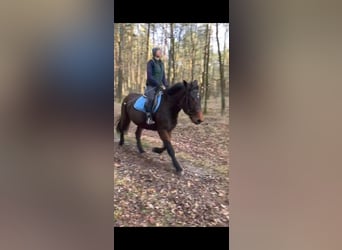 Heavy Warmblood, Mare, 4 years, 15.3 hh, Brown