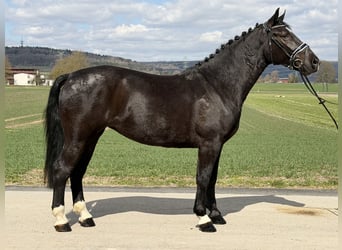 Heavy Warmblood, Mare, 4 years, 16.1 hh, Black