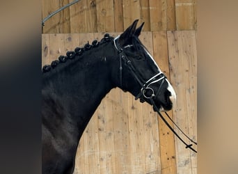 Heavy Warmblood, Mare, 4 years, 16 hh, Black