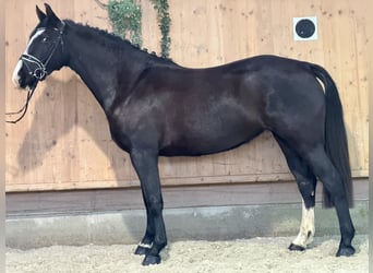 Heavy Warmblood, Mare, 4 years, 16 hh, Black