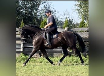 Heavy Warmblood, Mare, 4 years, 16 hh, Black