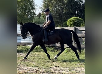 Heavy Warmblood, Mare, 4 years, 16 hh, Black