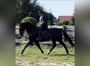 Heavy Warmblood, Mare, 4 years, 16 hh, Black