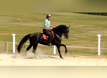 Heavy Warmblood, Mare, 4 years, 16 hh, Black