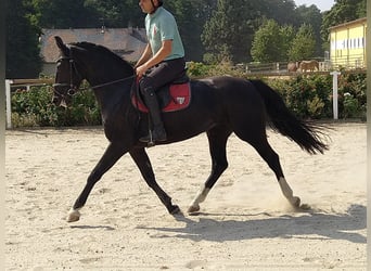 Schweres Warmblut, Stute, 4 Jahre, 16 hh, Rappe