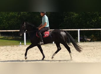 Schweres Warmblut, Stute, 4 Jahre, 16 hh, Rappe