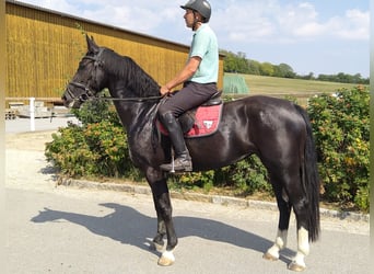 Schweres Warmblut, Stute, 4 Jahre, 16 hh, Rappe