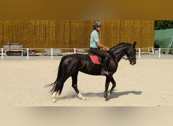 Schweres Warmblut, Stute, 4 Jahre, 16 hh, Rappe