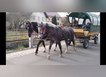 Heavy Warmblood, Mare, 4 years, 16 hh, Gray