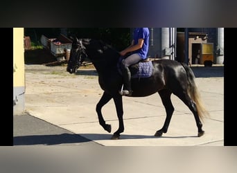 Heavy Warmblood, Mare, 4 years, 16 hh, Grey-Dark-Tan