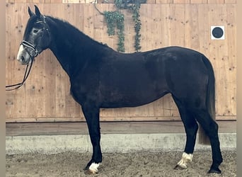 Heavy Warmblood, Mare, 4 years, 16,1 hh, Grey-Dark-Tan