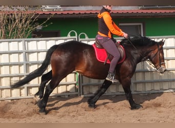 Heavy Warmblood Mix, Mare, 5 years, 15.2 hh, Bay-Dark