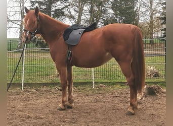 Heavy Warmblood, Mare, 5 years, 15.2 hh, Chestnut-Red