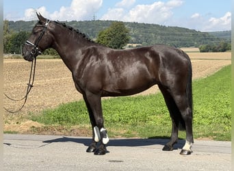 Heavy Warmblood, Mare, 5 years, 15.3 hh, Black
