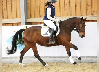 Heavy Warmblood, Mare, 5 years, 15.3 hh, Brown