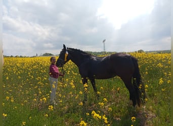 Heavy Warmblood, Mare, 5 years, 16 hh, Black