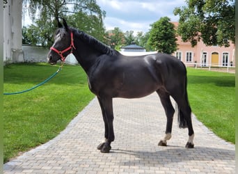 Schweres Warmblut, Stute, 5 Jahre, 16 hh, Rappe