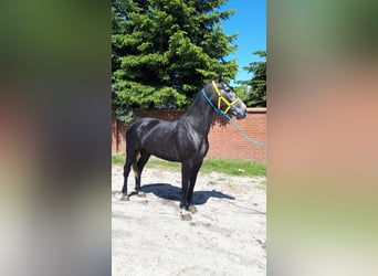 Heavy Warmblood, Mare, 5 years, 16 hh, Grey-Blue-Tan