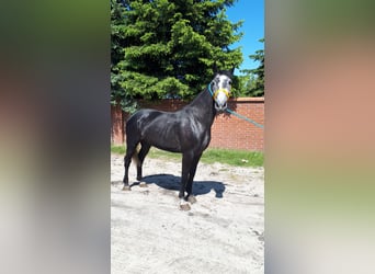Heavy Warmblood, Mare, 5 years, 16 hh, Grey-Blue-Tan