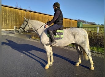 Heavy Warmblood, Mare, 5 years, 16 hh, Grey