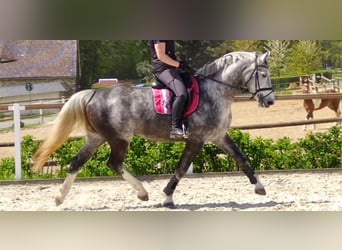 Heavy Warmblood, Mare, 5 years, 16 hh, Grey