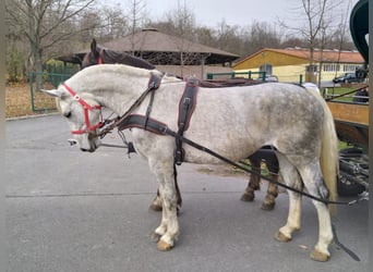 Heavy Warmblood, Mare, 5 years, 16 hh, Grey