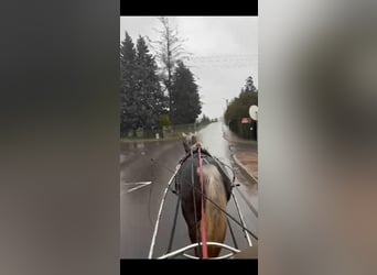 Heavy Warmblood, Mare, 5 years, 16,1 hh, Gray