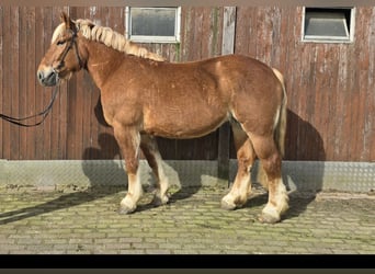 Heavy Warmblood, Mare, 6 years, 15.1 hh, Chestnut-Red
