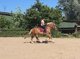 Heavy Warmblood, Mare, 6 years, 15.1 hh, Chestnut-Red
