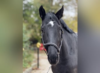 Heavy Warmblood, Mare, 6 years, 15.2 hh, Black