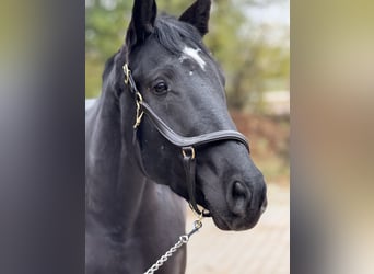 Heavy Warmblood, Mare, 6 years, 15.2 hh, Black