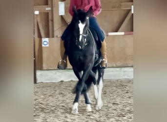 Heavy Warmblood, Mare, 6 years, 15,2 hh, Black