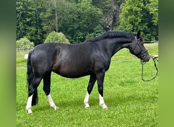 Heavy Warmblood, Mare, 6 years, 15,2 hh, Black
