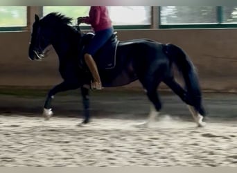 Heavy Warmblood, Mare, 6 years, 15,2 hh, Black
