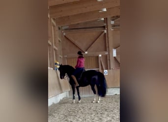 Heavy Warmblood, Mare, 6 years, 15,2 hh, Black