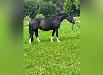 Heavy Warmblood, Mare, 6 years, 15,2 hh, Rabicano