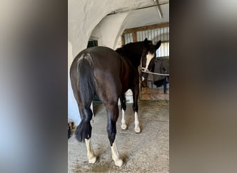 Heavy Warmblood, Mare, 6 years, 15,2 hh, Rabicano