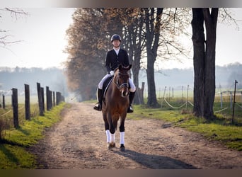 Heavy Warmblood, Mare, 6 years, 16.1 hh, Bay-Dark