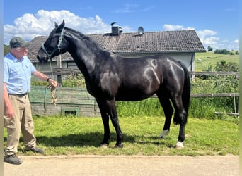 Heavy Warmblood, Mare, 6 years, 16,1 hh, Black