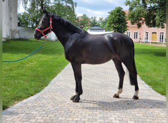 Heavy Warmblood, Mare, 6 years, 16 hh, Black