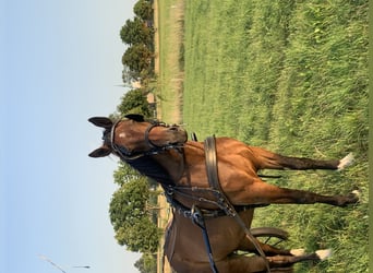 Heavy Warmblood, Mare, 6 years, 16 hh, Brown