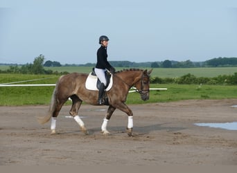 Heavy Warmblood, Mare, 6 years, 16 hh, Chestnut