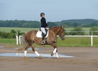 Heavy Warmblood, Mare, 6 years, 16 hh, Chestnut