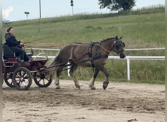 Heavy Warmblood, Mare, 6 years, 16 hh, Chestnut